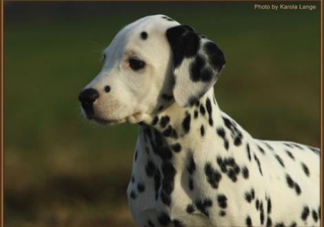 Remember Me vom Teutoburger Wald