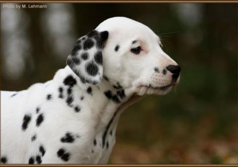 Red Rose vom Teutoburger Wald
