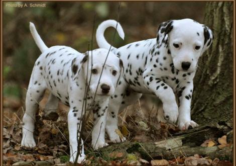 Rainbow & Remember Me vom Teutoburger Wald