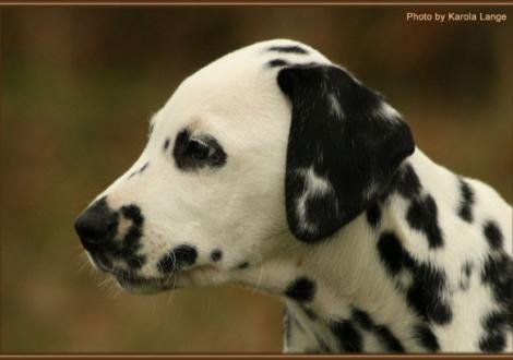 Really Important vom Teutoburger Wald
