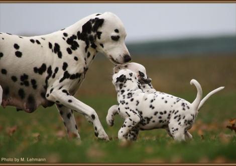 Mama Jameela vom Teutoburger Wald mit ihrem R-Wurf