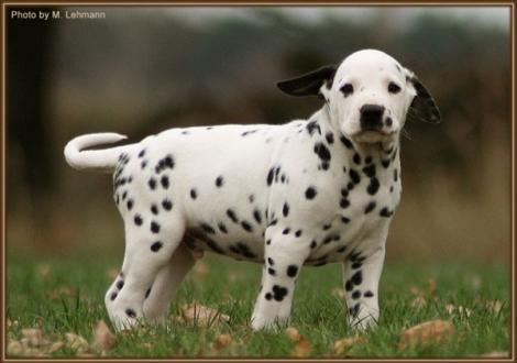 Royal Flush vom Teutoburger Wald