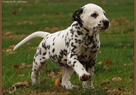 Ribbeck Ole vom Teutoburger Wald