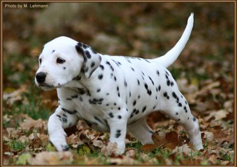 Rising Sun vom Teutoburger Wald