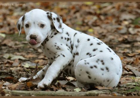 Rainbow vom Teutoburger Wald
