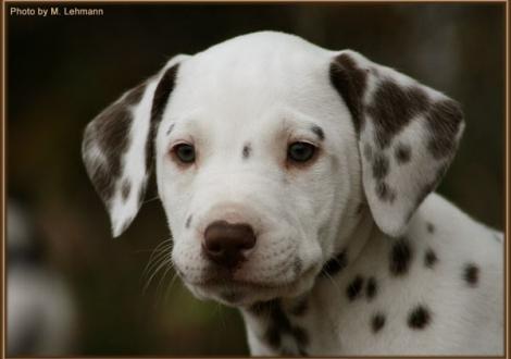Red Bull vom Teutoburger Wald