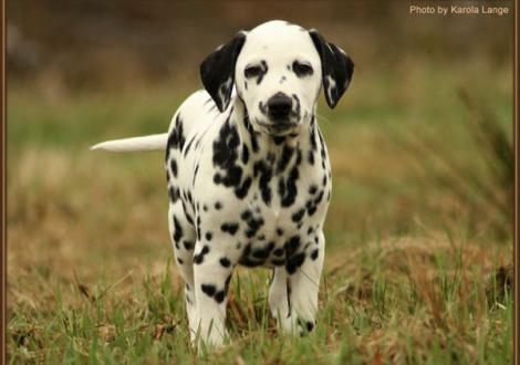 Really Important vom Teutoburger Wald