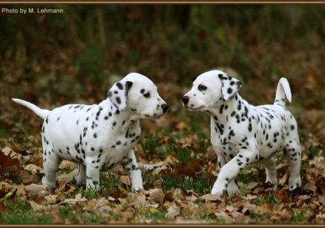 Rising Sun & Rollex vom Teutoburger Wald