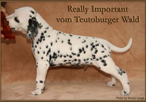 Really Important vom Teutoburger Wald - vermittelt an Familie Hübner in 37181 Hardegsen, Deutschland -