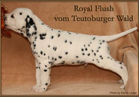Royal Flush vom Teutoburger Wald - vermittelt an Herrn Wunderlich in 01665 Nieschütz, Deutschland -