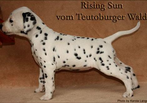 Rising Sun vom Teutoburger Wald - vermittelt an Familie Henschel in 8955 Oetwil, Schweiz - 