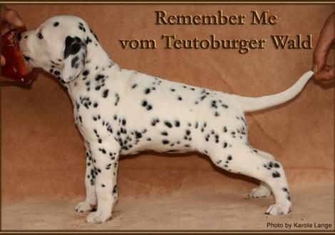 Remember Me vom Teutoburger Wald - vermittelt an Familie Willms in 49377 Vechta, Deutschland -