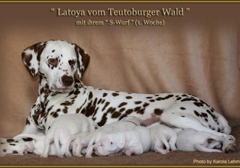 Latoya vom Teutoburger Wald