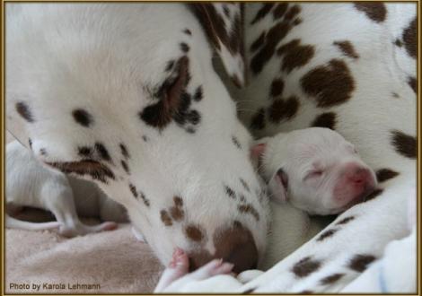 Mama Latoya vom Teutoburger Wald mit ihrer Tochter Lady Orange
