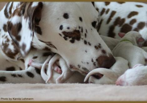 Mama Latoya vom Teutoburger Wald pflegt aufopferungsvoll ihre Neugeborenen!