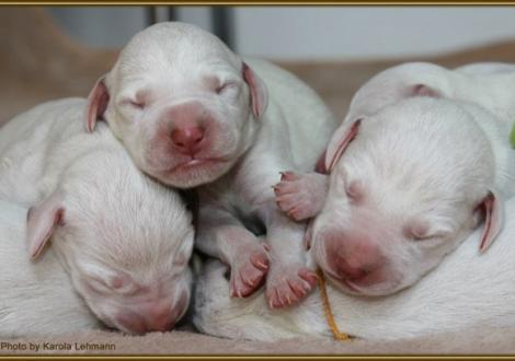 Lady Platte mit Mr. Rot & Mr. Blau