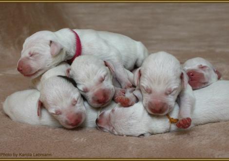 Lady Rosa & Lady Platte mit Mr. Rot, Mr. Blau & Mr. Grün