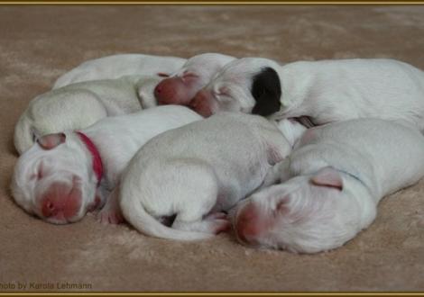 ... nun noch einmal alle 7 Zwerge auf einen Streich!