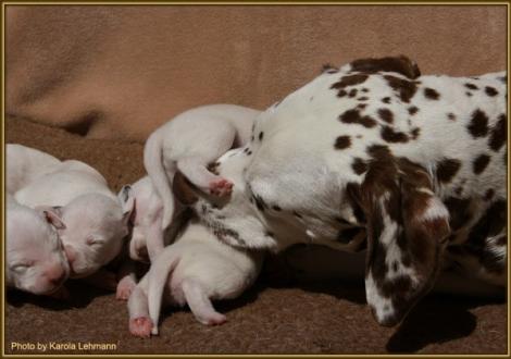 Fürsorgende Mama Latoya vom Teutoburger Wald