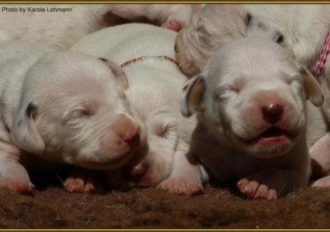 Lady Lila mit Mr. Rot und Mr. Grün