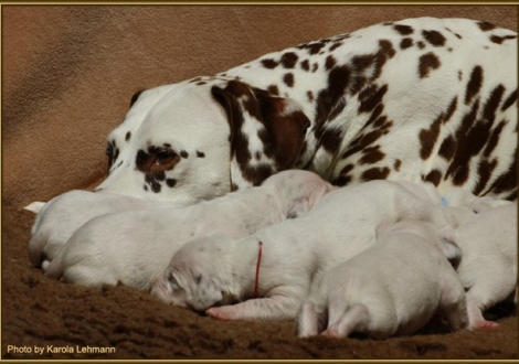 ...hier wache ich! Latoya vom Teutoburger Wald