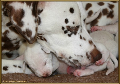 ..schön das Bäuchlein saubermachen! Latoya vom Teutoburger Wald & Mr. Rot