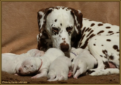 Mama Latoya vom Teutoburger Wald mit ihren 7 Zwergen