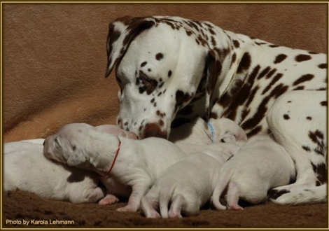 ...meine Kinder! Latoya vom Teutoburger Wald