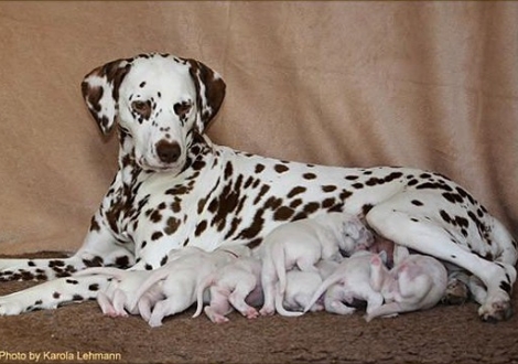 Schneewittchen und die 7 Zwerge 