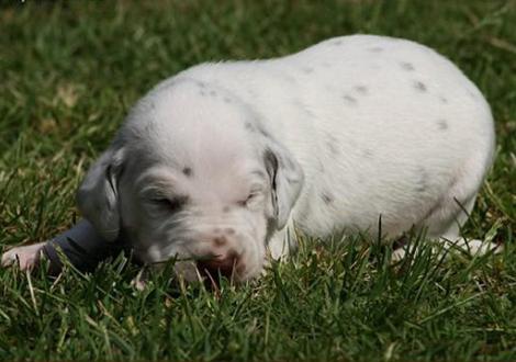 Rüde Nr. 1: blaues Halsband