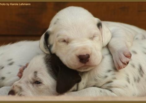 Rüde Nr. 2: grünes Halsband