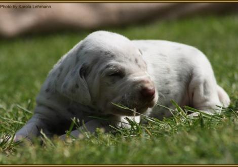 Rüde Nr. 3: rotes Halsband