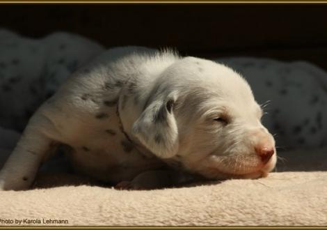 Hündin Nr. 1: lila Halsband