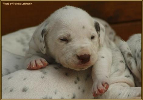 Hündin Nr. 2: rosa Halsband