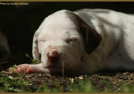 Hündin Nr. 4: ohne Halsband (Kopf-Ohren-Platte)