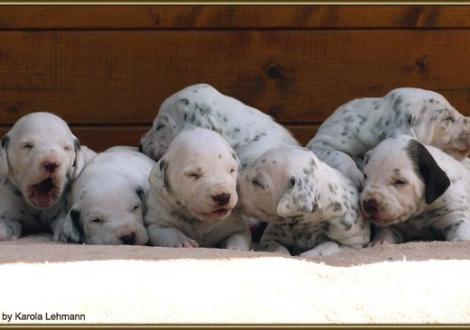 Die sieben Zwerge auf einen Streich