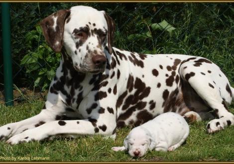 Onkel Christi ORMOND Coppola wacht über Mr. Blau