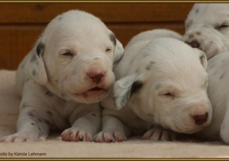 Lady Lila mit Mr. Grün