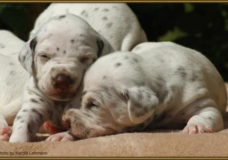Lady Orange mit Mr. Rot