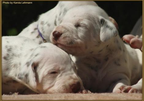 Lady Platte & Lady Rosa