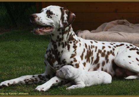 Mama Latoya vom Teutoburger Wald mit ihrem Sohn Mr. Blau