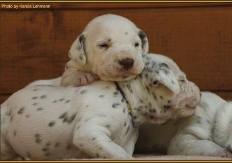 Lady Rosa mit Lady Lila