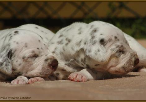 Lady Orange mit Mr. Rot