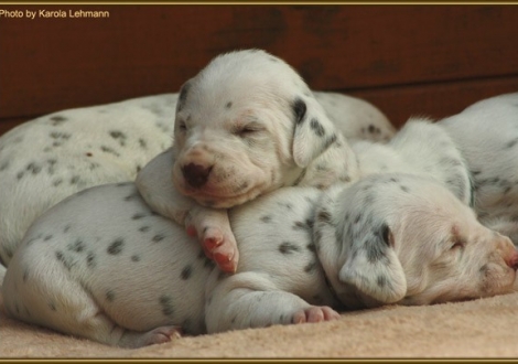 Lady Rosa mit Lady Lila