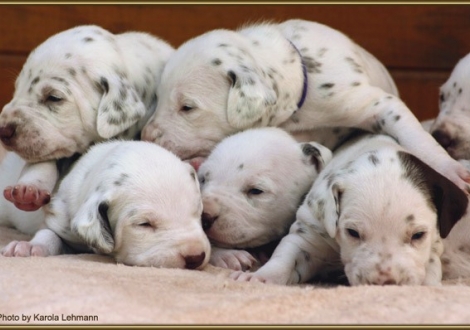 oben: Lady Orange & Lady Lila unten: Mr. Grün mit Lady Rosa & Lady Platte