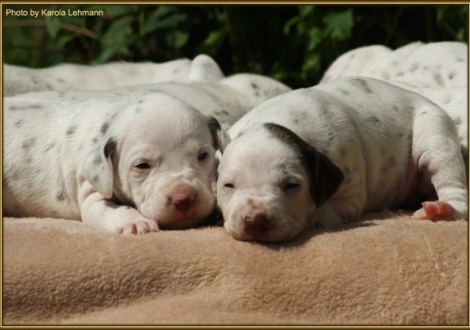 Lady Lila & Lady Platte