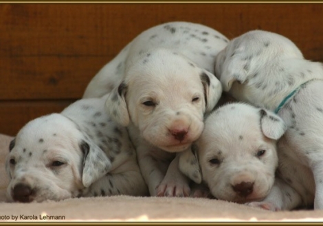 Lady Orange mit Lady Lila & Lady Rosa