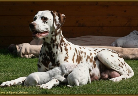 Mama Latoya vom Teutoburger Wald mit ihren Söhnen Mr. Blau & Mr. Rot