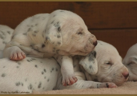 Lady Rosa & Lady Lila
