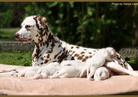 Zum Abschluss noch einmal Schneewittchen und die 7 Zwerge
